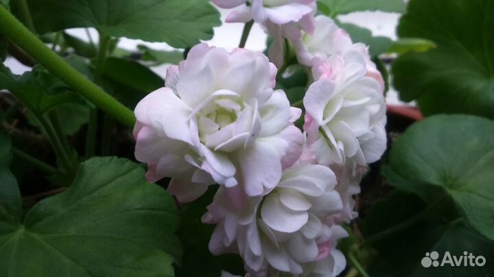 Герань розебудная белая/розовая/красная(7растений)