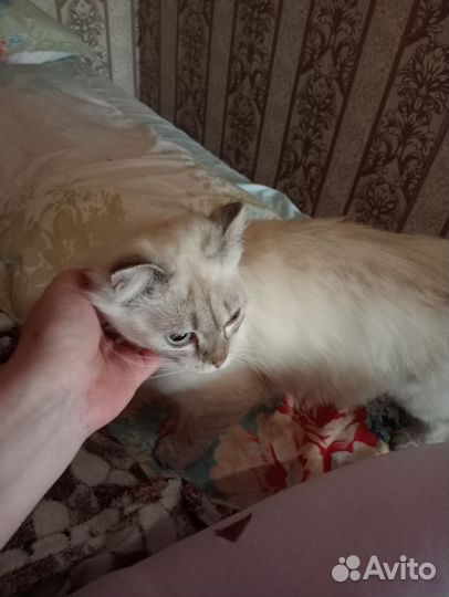 Кошка в дар