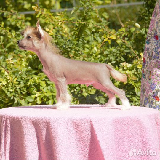 Щенки кхс Китайской хохлатой собаки