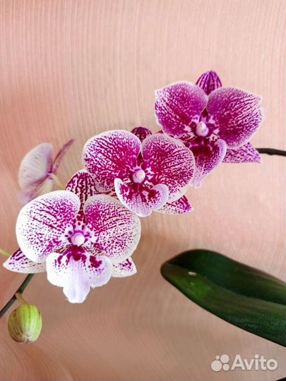 Орхидея фаленопсис биг лип Sally