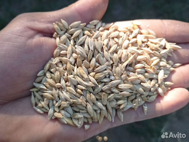 Корма для сельскохозяйственных животных