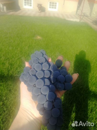 Виноград Изабелла