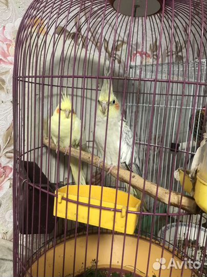 Попугай корелла