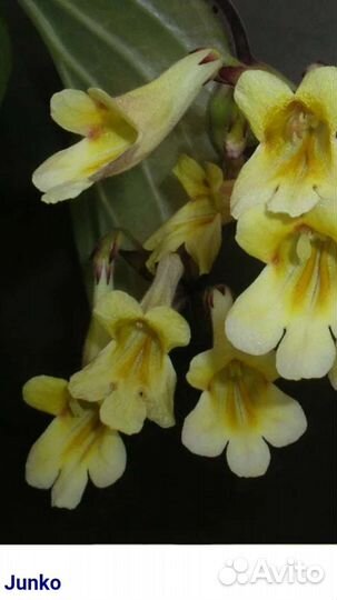 Примулины (хириты)