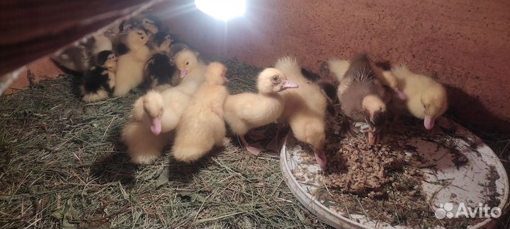 Мускусные утята индоутки