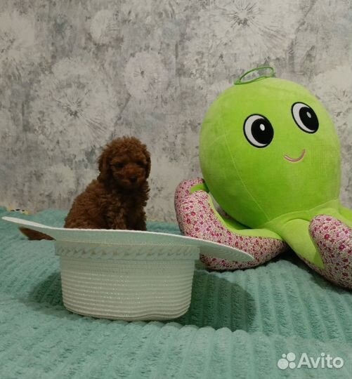 Той-пудель ред браун