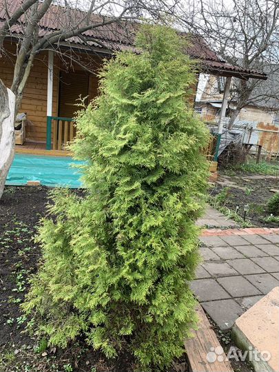 Туя голден брабант