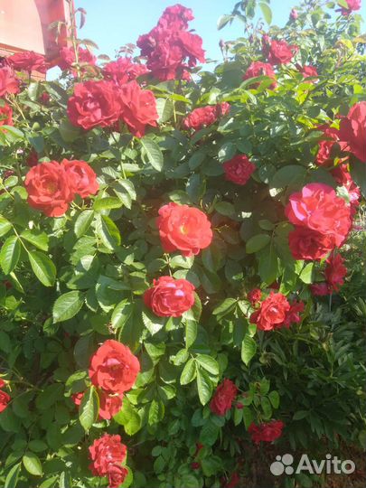 Многолетние цветы