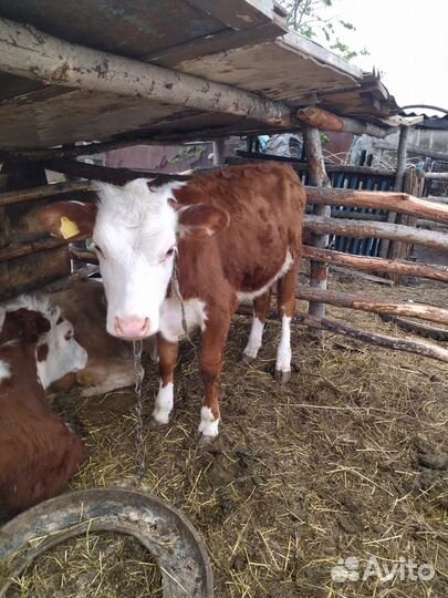 Телки и бычок