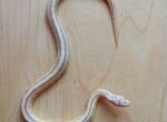 Калифорнийскии змеи albino banded и het alb banded