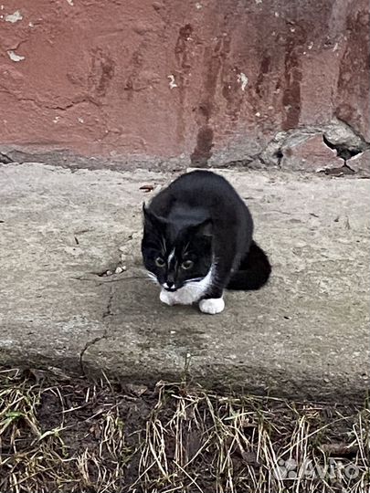 Котик бездомный