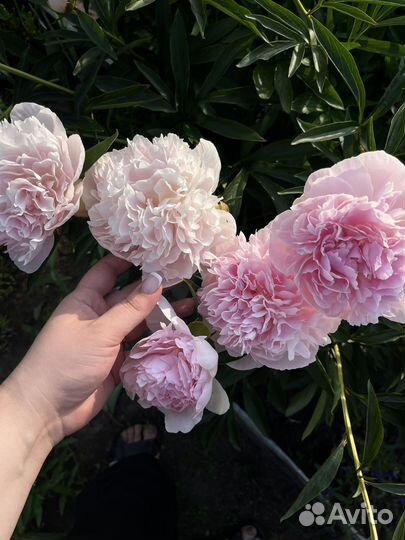 Пионы саженцы