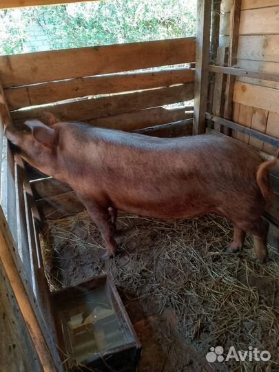 Поросята мангалица +дюрок