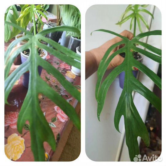 Филодендрон