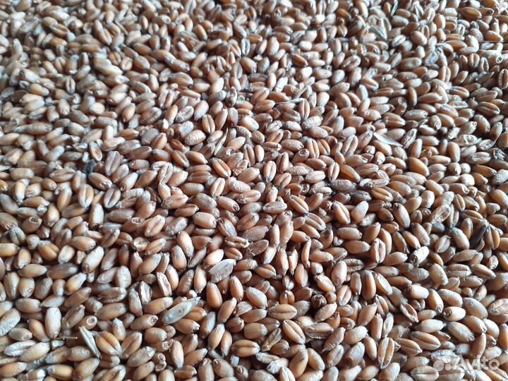 Продам пшеницу яровую