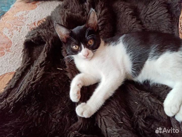 Котята в дар