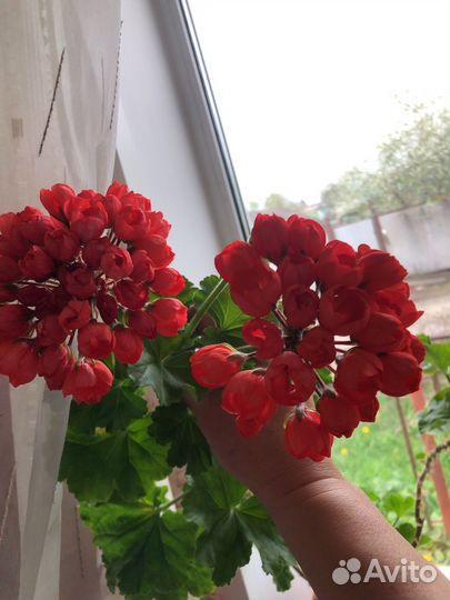 Пеларгония герань