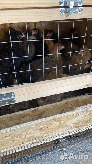 Куры несушки хайсекс и ломан braun