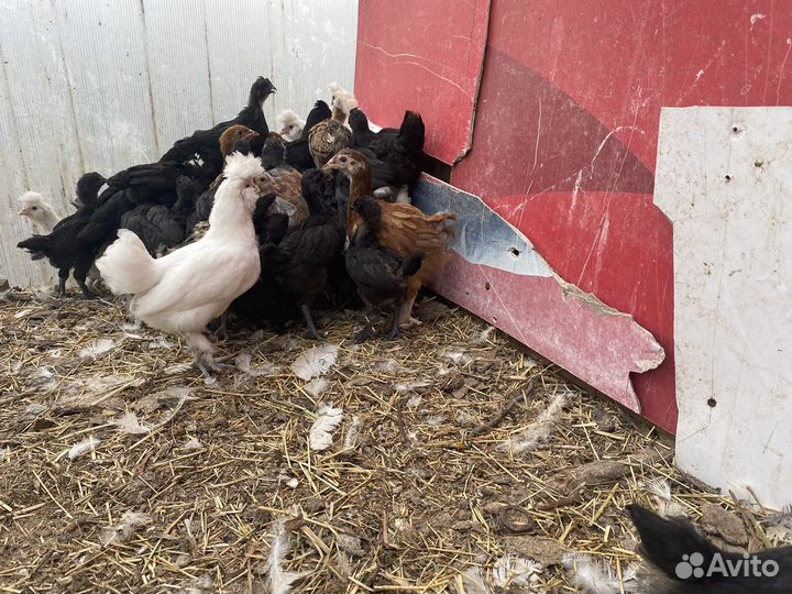 Цыплята кур несушек