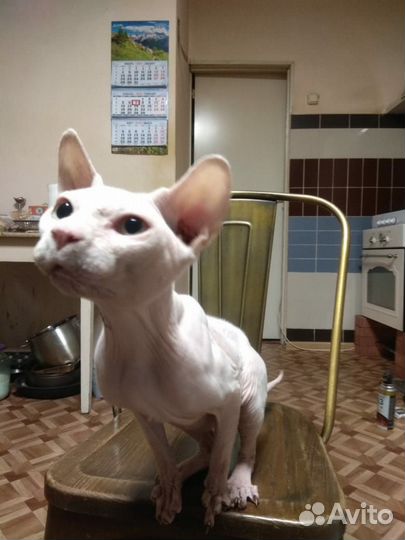 Кот Сфинкс
