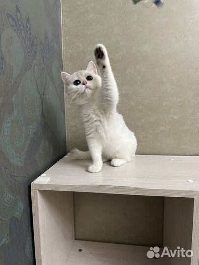 Шиншилла серебристая