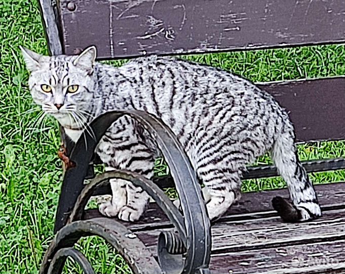 Британский Кот