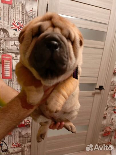 Щенки шарпей