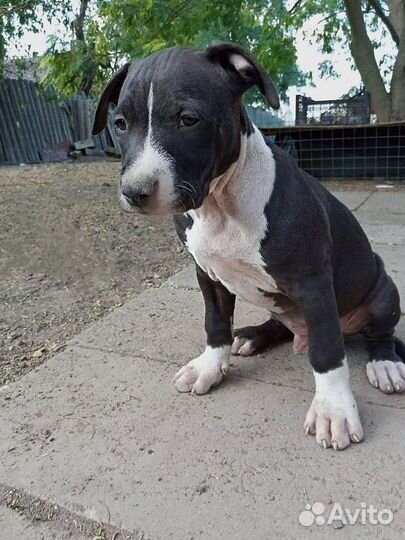 Щенки питбуля