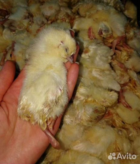 Замороженые цыплята,насекомые зоофобус,сверчок,льв