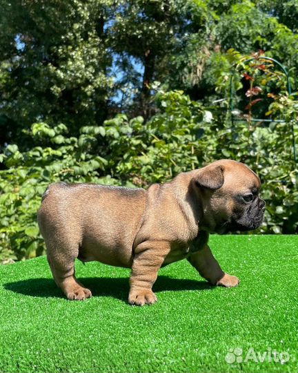 Французский бульдог щенки РКФ