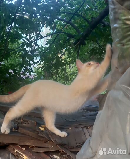 Отдам кота в добрые руки