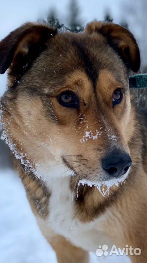 Собака «Тася»