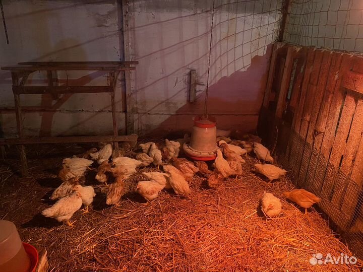 Молодые петушки