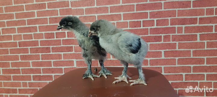 Цыплята маран