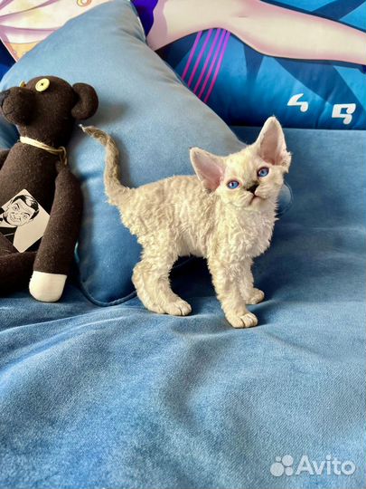 Котята Девон Рекс котики и кошечки