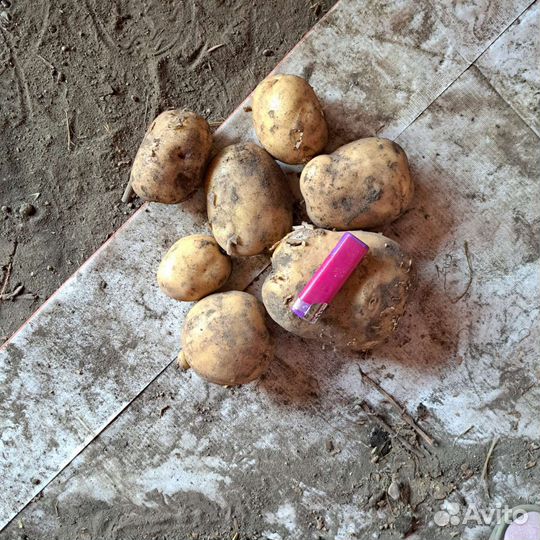 Картофель, сорт Агрия