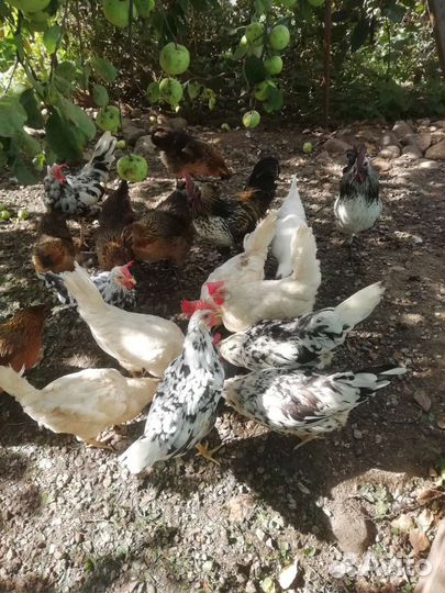 Куры леггорны разных пород