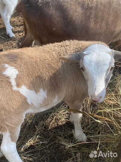 Барашки на племя