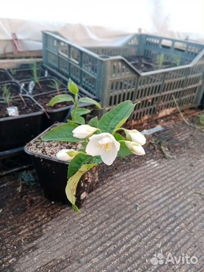 Жасмин садовый (чубушник)