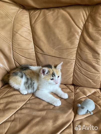 Просто котята, лечебные, с ветпаспортами