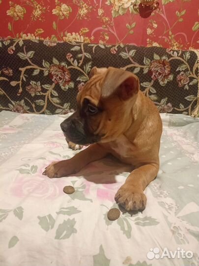 Щенки питбуля