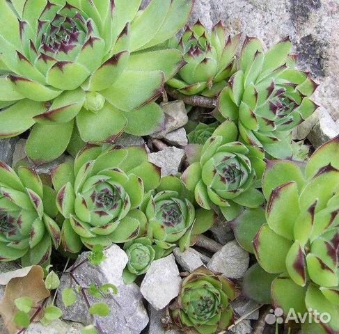 Роза каменная (молодило)