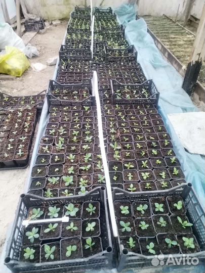 Рассада эустомы