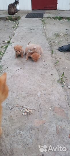 Отдам в добрые руки котят