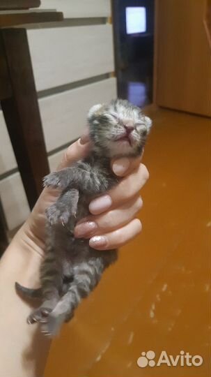 Британская кошка в дар