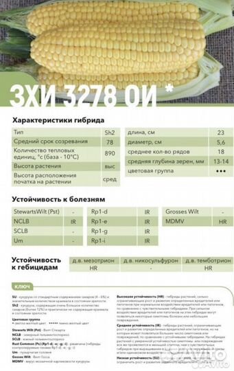Кукуруза сладкая импрэс