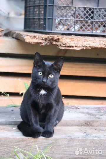 Кошка