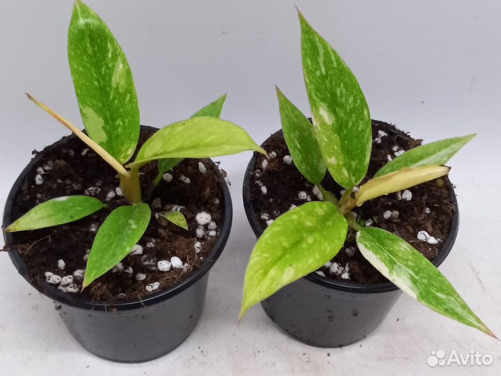 Филодендрон ринг оф файер