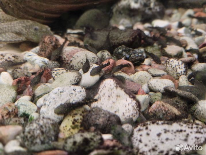 Сомики анциструсы