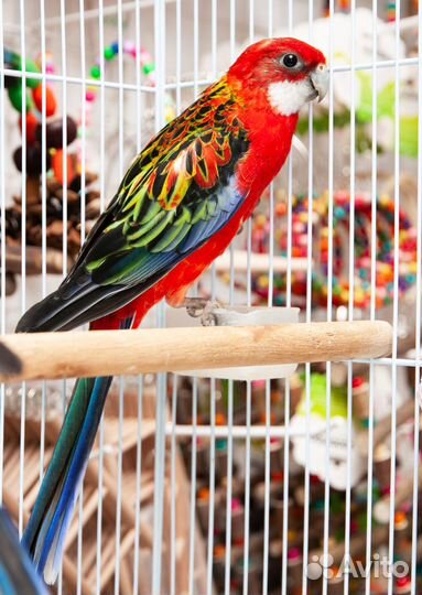 Розелла красная птенцы